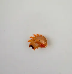 Epimeria loricata thumbnail 1