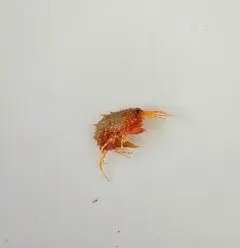 Rhachotropis aculeata thumbnail 2