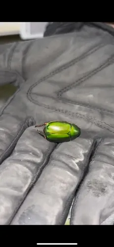 Large Green Chafer