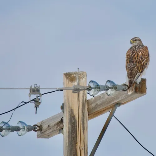 Ferruginous Hawk