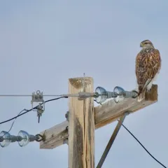 Ferruginous Hawk thumbnail 1
