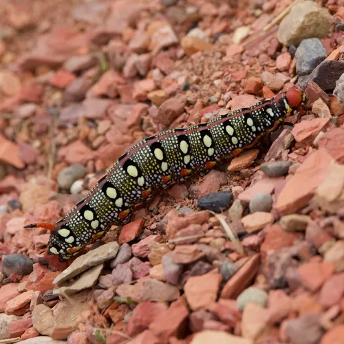 Leafy Spurge Hawkmoth