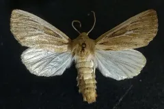 Sand Wainscot thumbnail 4