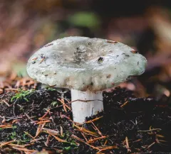 Green Brittlegill thumbnail 3