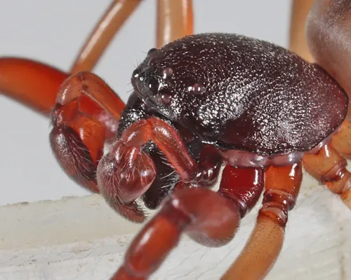 Bull-headed sac spider