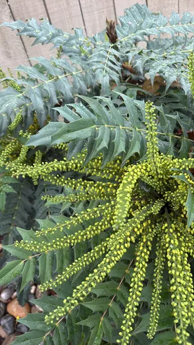 Japanese Mahonia