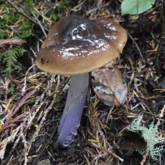 Cortinarius seidliae thumbnail 4