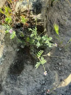 Gambel's milkvetch thumbnail 2