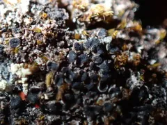 Tundra Pepper-spore Lichen thumbnail 1