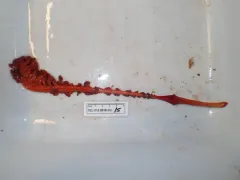 Ptilella grandis thumbnail 2