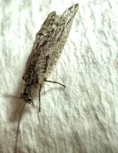Micromus variolosus thumbnail 2
