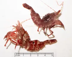 Spiny Lebbeid thumbnail 2