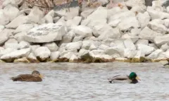 Mexican Duck thumbnail 2