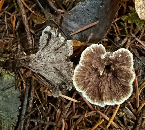 Thelephora caryophyllea