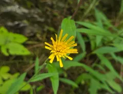 Robinson's Hawkweed thumbnail 3