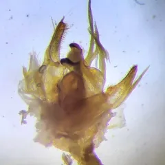 Crocus Geometer thumbnail 4