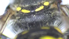 Anthidium mormonum thumbnail 1