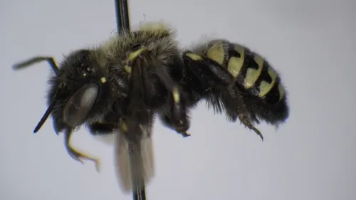 Emarginated Carder Bee