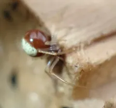 Neottiura bimaculata thumbnail 4