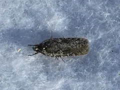 Spring Oak Leafroller Moth thumbnail 4