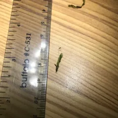 Common Pocket-moss thumbnail 4