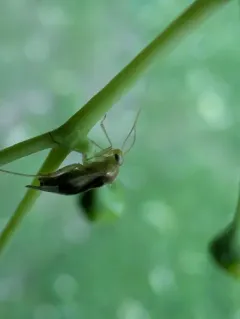 Neolygus tiliae thumbnail 1