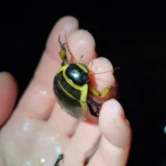 Harris's Diving Beetle thumbnail 1