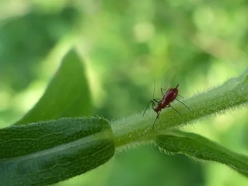 red goldenrod aphid