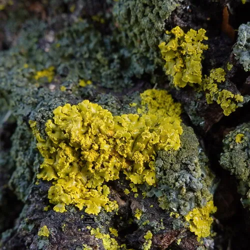 Pacific Candleflame Lichen