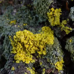 Pacific Candleflame Lichen thumbnail 1