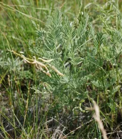 Drummond's Milkvetch thumbnail 2