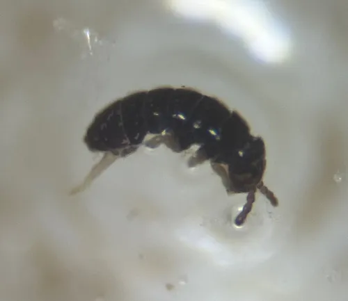 Ballistura schoetti