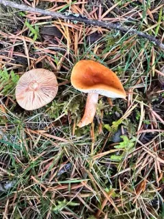 Orange Milkcap thumbnail 2