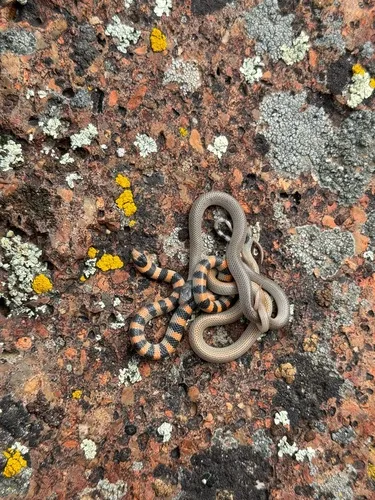 Ground Snake
