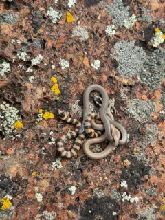 Ground Snake thumbnail 1