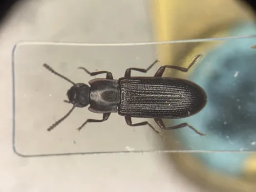 Idiobates castaneus
