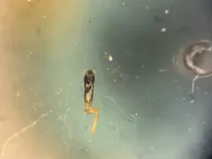 Agrilus ribesi thumbnail 2