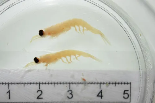 Hansarsia megalops