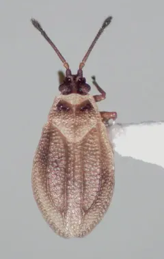 Acalypta elegans thumbnail 2