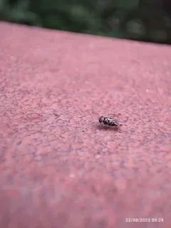 Spotted Root Maggot thumbnail 2