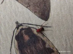 Dwarf Ground Long-jawed Spider thumbnail 1