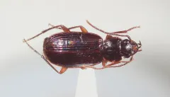 Transverse Harp Ground Beetle thumbnail 3
