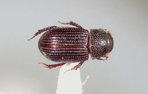 Aegialia lacustris