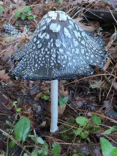 Magpie Inkcap thumbnail 3