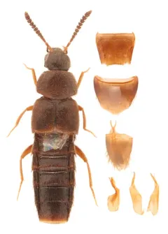 Hylota ochracea thumbnail 2