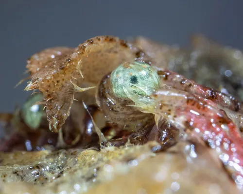 Sculptured Shrimp