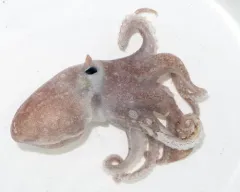 Baird's Octopus thumbnail 2