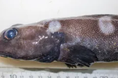 Esmark's Eelpout thumbnail 2
