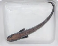 Atlantic Eelpout thumbnail 4