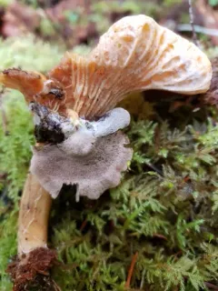 Entoloma parasiticum thumbnail 2